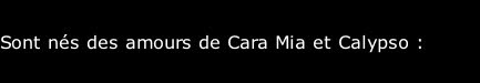 Sont nés des amours&nbsp;de Cara Mia et Calypso :